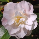 Camellia japonica 'Erin Farmer'