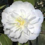 Camellia japonica 'Etherington White'