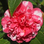 Camellia japonica 'Eugene Lizé'