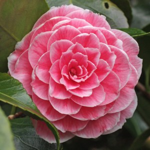 Camellia japonica 'Eugénie de Massèna'