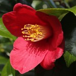 Camellia japonica 'Evelyn'