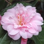 Camellia x williamsii 'Exaltation'