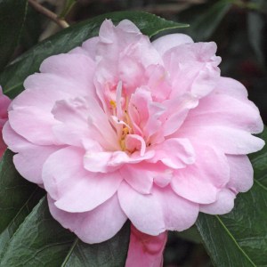 Camellia x williamsii 'Exaltation'