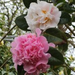 Camellia x williamsii 'Fair Jury'