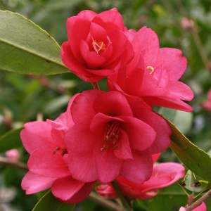 Camellia 'Fairy Wand'