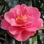 Camellia japonica 'Faith'