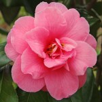 Camellia japonica 'Fashionata'
