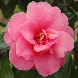 Camellia japonica 'Fashionata'