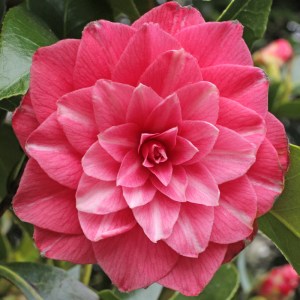 Camellia japonica 'Fatima'