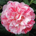 Camellia japonica 'Feast's Perfection'