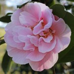 Camellia x williamsii 'Felice Harris'