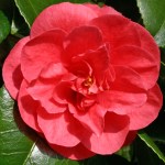 Camellia japonica 'Feodora'