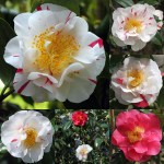 Camellia japonica 'Finlandia Variegated'
