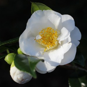 Camellia japonica 'Finlandia'