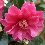 Camellia x williamsii 'Fiona Colville'