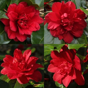 Camellia japonica 'Fire Dance'