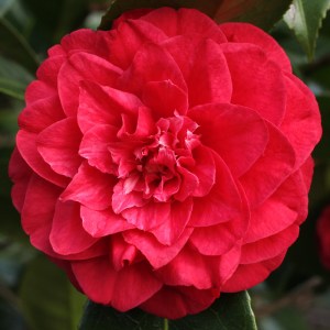 Camellia japonica 'Fire Falls'