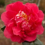 Camellia 'Fire'n'Ice'