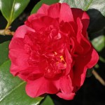 Camellia japonica 'Firebird'