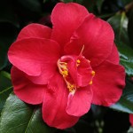 Camellia japonica 'Flame'