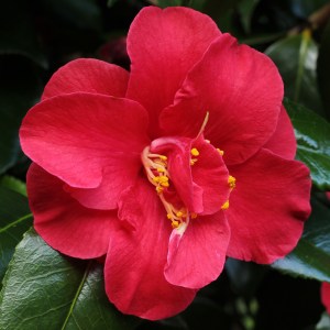 Camellia japonica 'Flame'