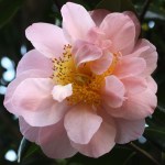Camellia japonica 'Flamingo'