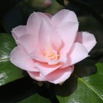 Camellia japonica 'Fleur Dipater'