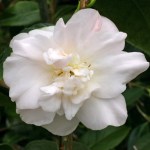 Camellia japonica 'Floradora Girl'