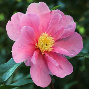 Camellia 'Flower Girl'