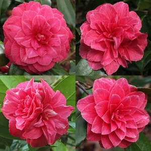 Camellia japonica 'Flowerwood'