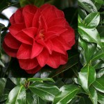 Camellia japonica 'Forest Green'
