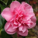 Camellia japonica 'Fortune Teller'