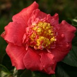 Camellia 'Forty-Niner'