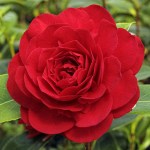 Camellia japonica 'Foxy's Fanny'