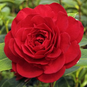 Camellia japonica 'Foxy's Fanny'