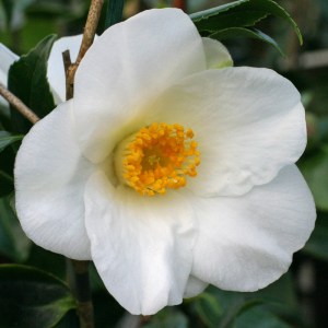 Camellia x wiliiamsii 'Francis Hanger'