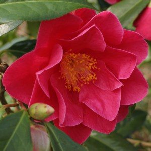 Camellia 'Frank Houser'