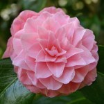 Camellia japonica 'Frau Minna Seidel'