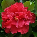Camellia japonica 'Fred Sander'