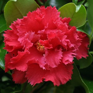 Camellia japonica 'Fred Sander'