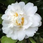Camellia japonica 'Frosty Morn'