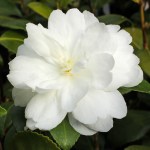 Camellia sasanqua 'Fuji-no-mine'