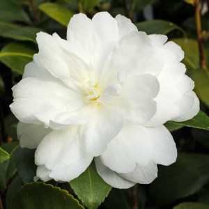 Camellia sasanqua 'Fuji-no-mine'