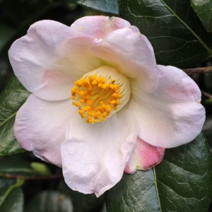Camellia japonica 'Furô-an'