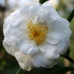 Camellia japonica 'Hakurakuten'
