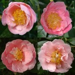 Camellia japonica 'Hanafûki'