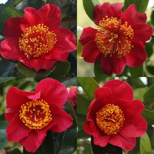 Camellia japonica 'Happy Higo'