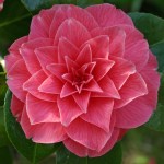 Camellia japonica 'Harriet Beecher Sheather'