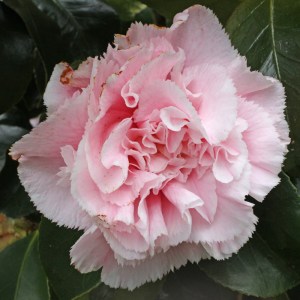 Camellia japonica 'Hawaii'