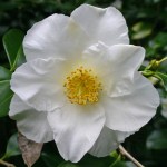 Camellia japonica 'Henry Turnbull'